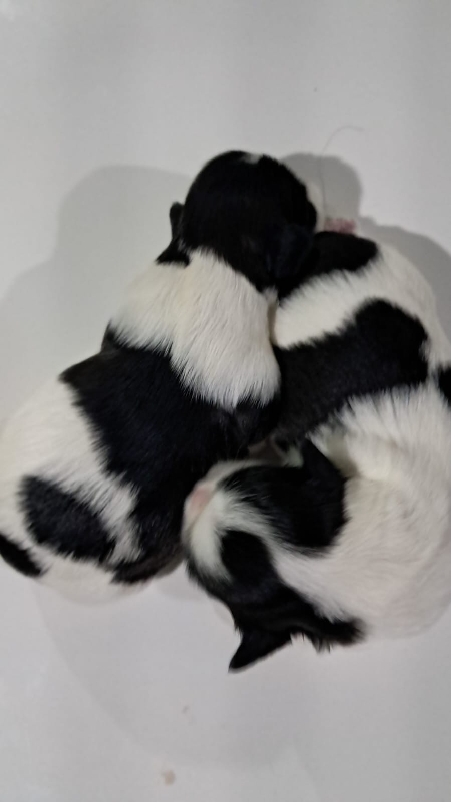 Filhotes deShitzu pra vender. Vermífugado e com a primeira dose da vacina  - Foto 1