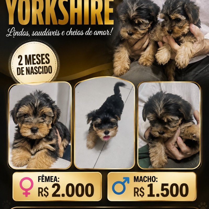 Lindos Filhotes - Foto 1