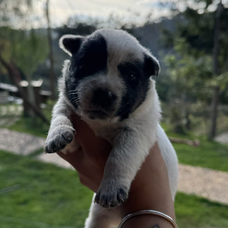 VENDO FILHOTE FÊMEA BLUE HEELER PURA - Foto 1