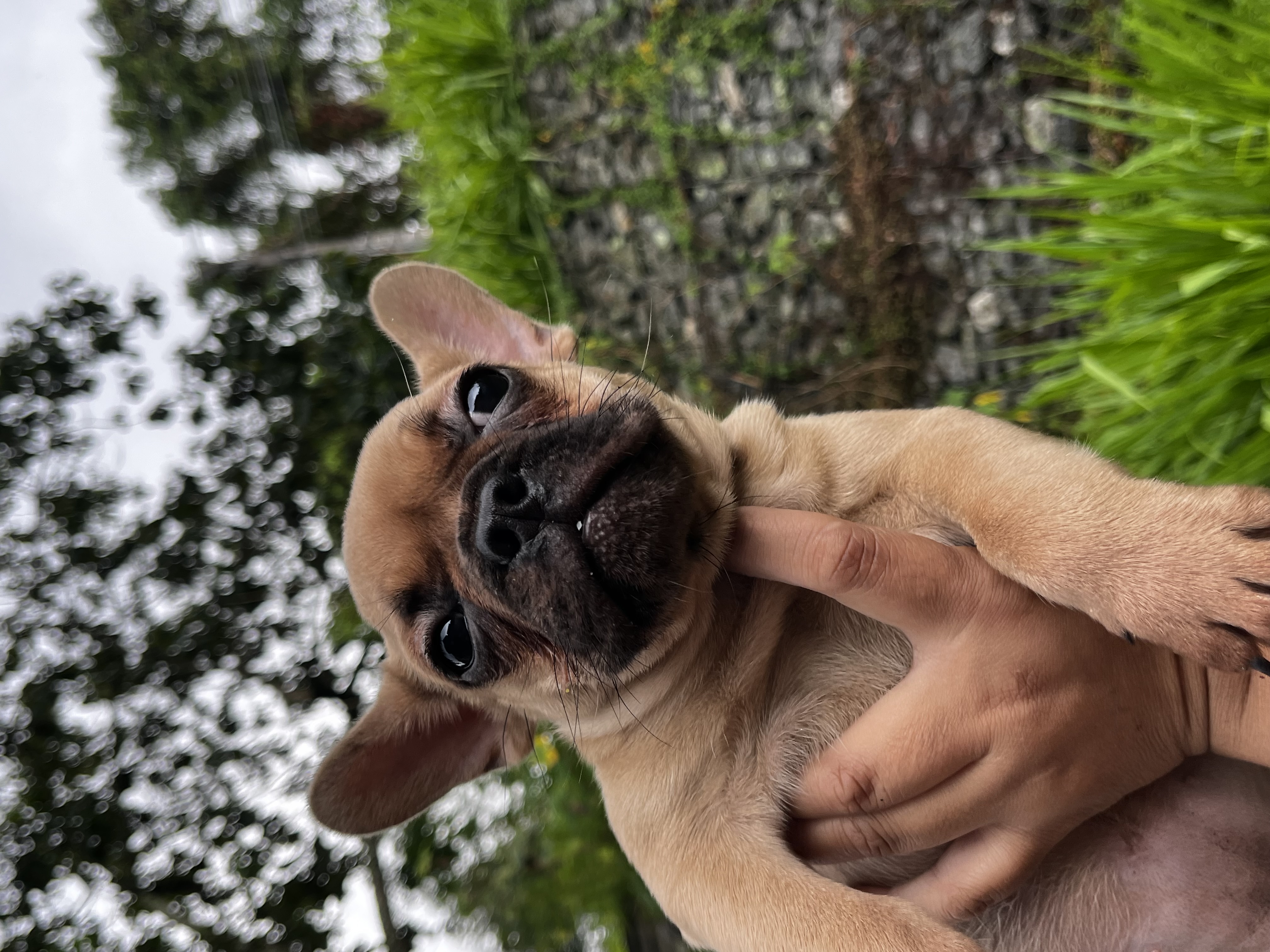 Buldogue Francês - Foto 2