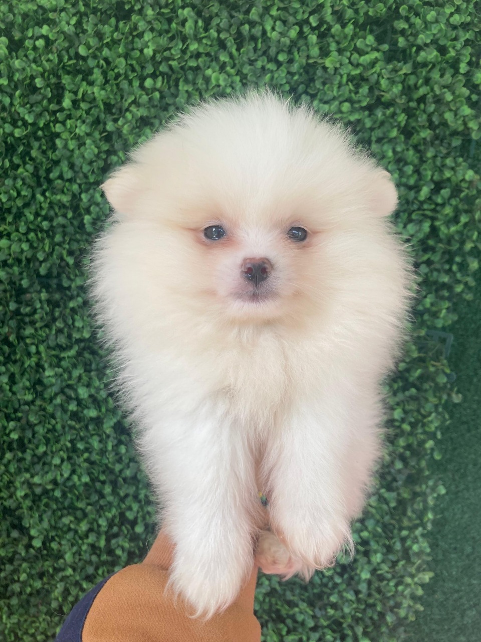 Lulu da pomerânia Anão - Foto 1