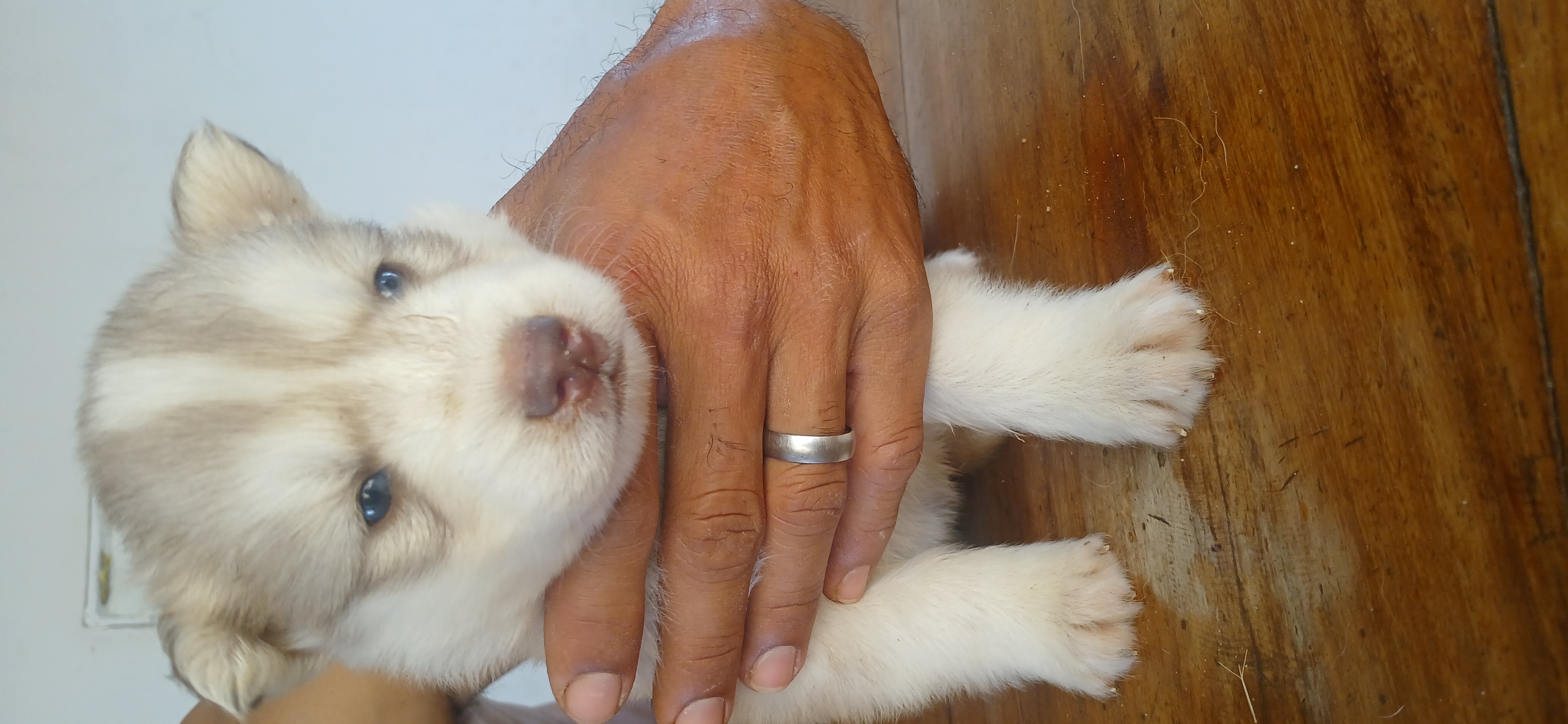 Husky Siberiano - Foto 3