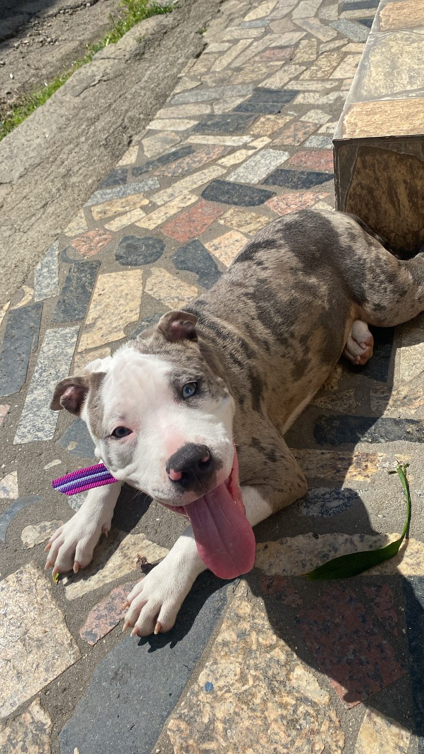 American Bully - Fêmea  - Foto 1
