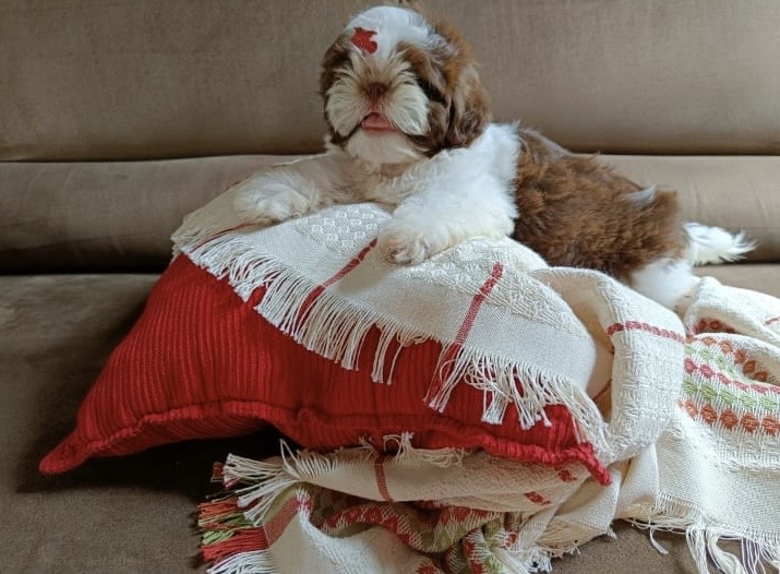 Filhote macho Shih Tzu  - Foto 3