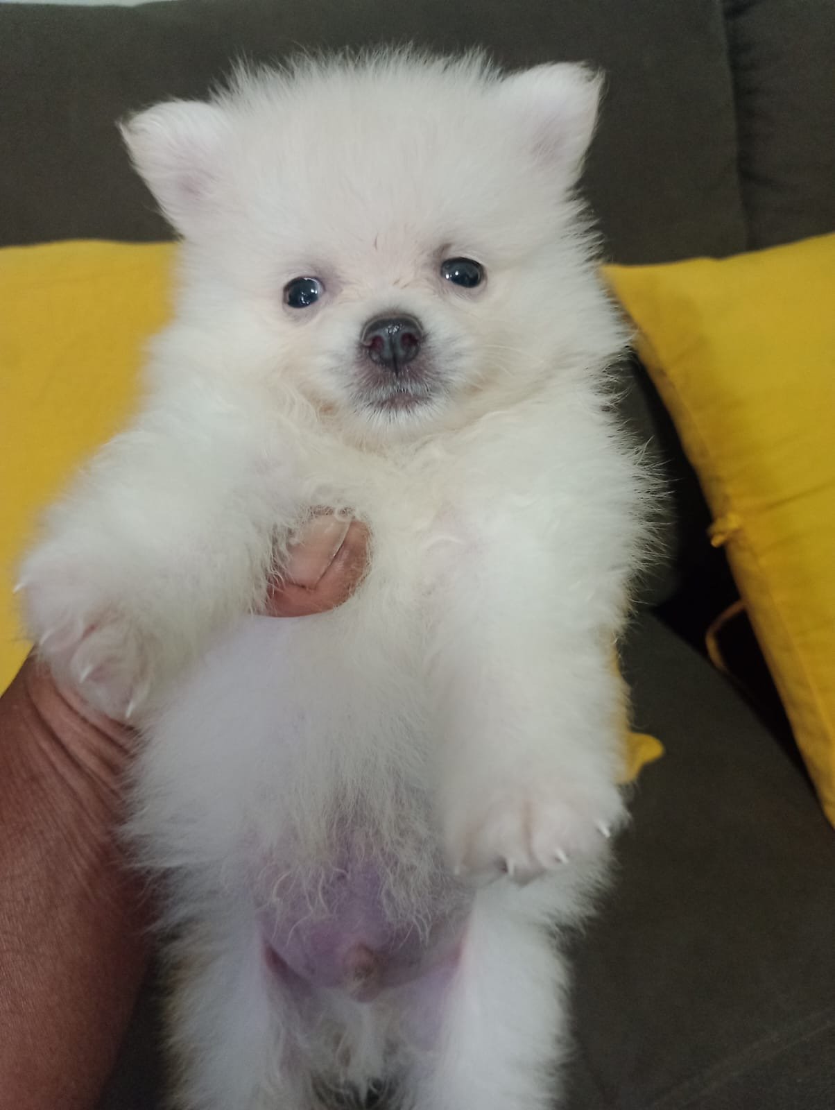Lulu da pomeranea  - Foto 1