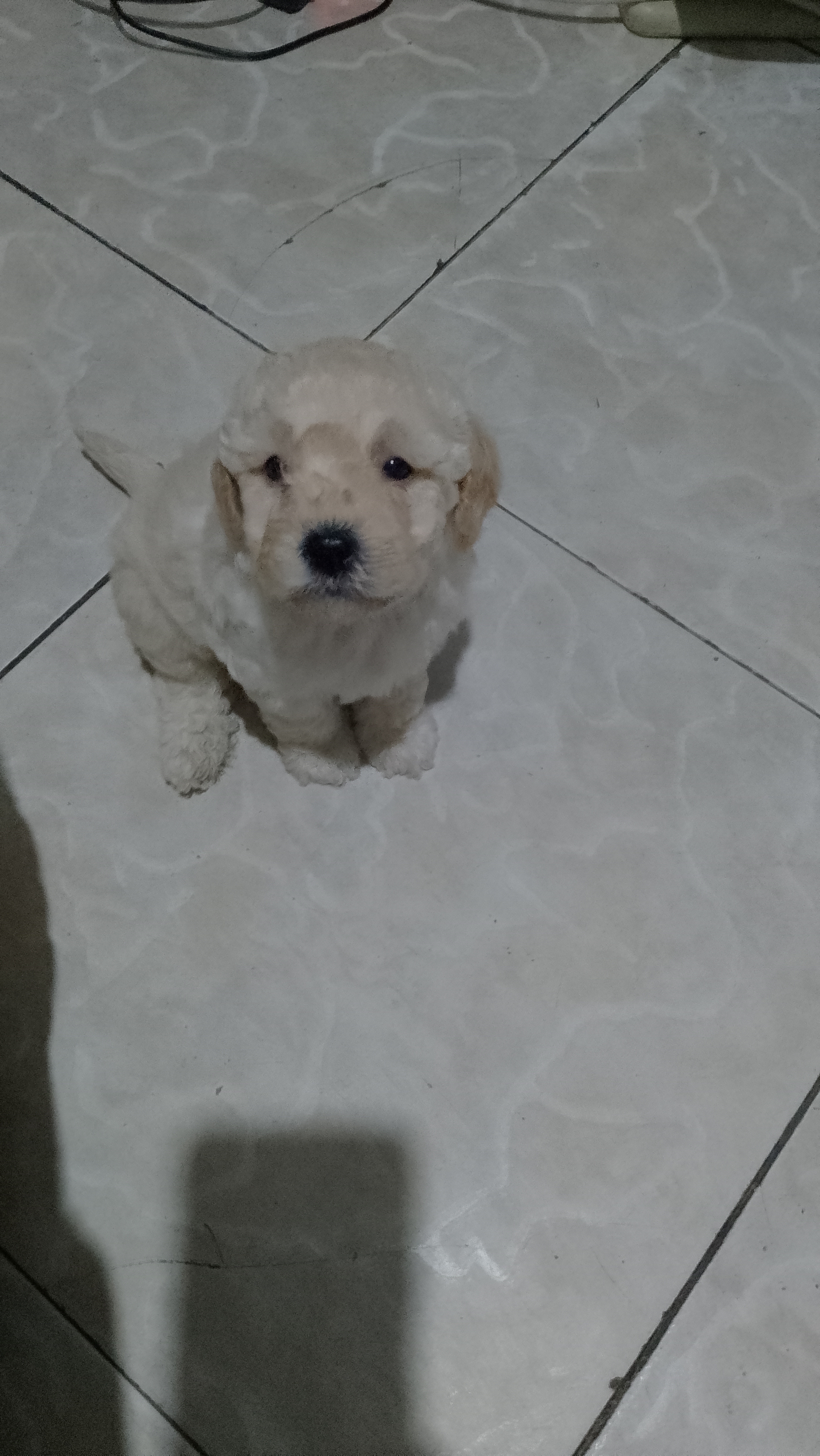 Filhote de Poodle - Foto 4