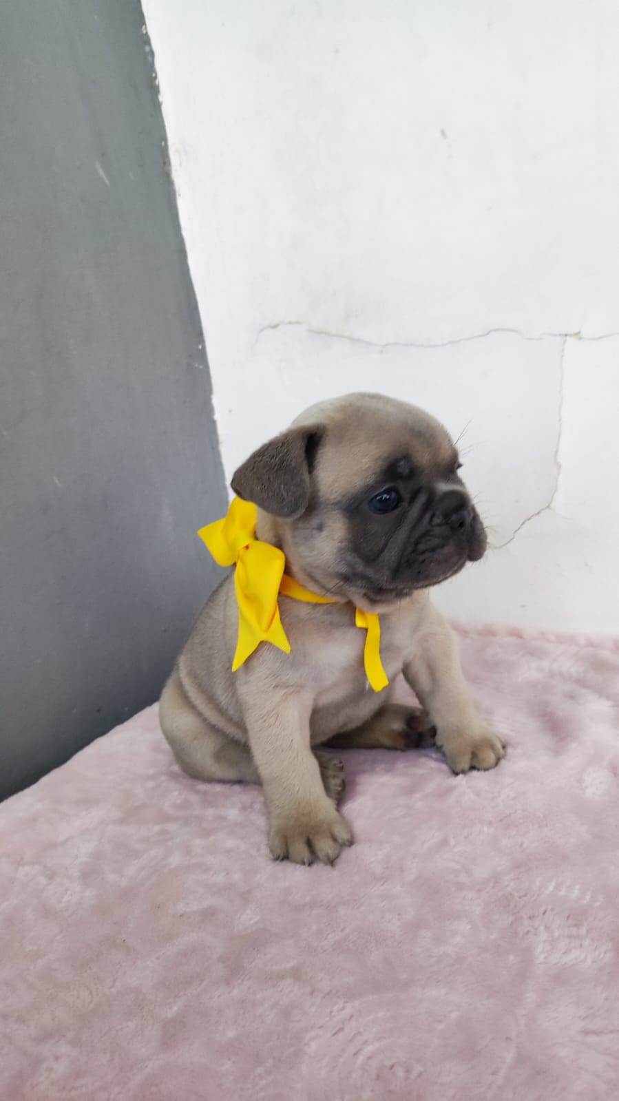 Buldogue Francês Fêmeas filhotes  - Foto 2