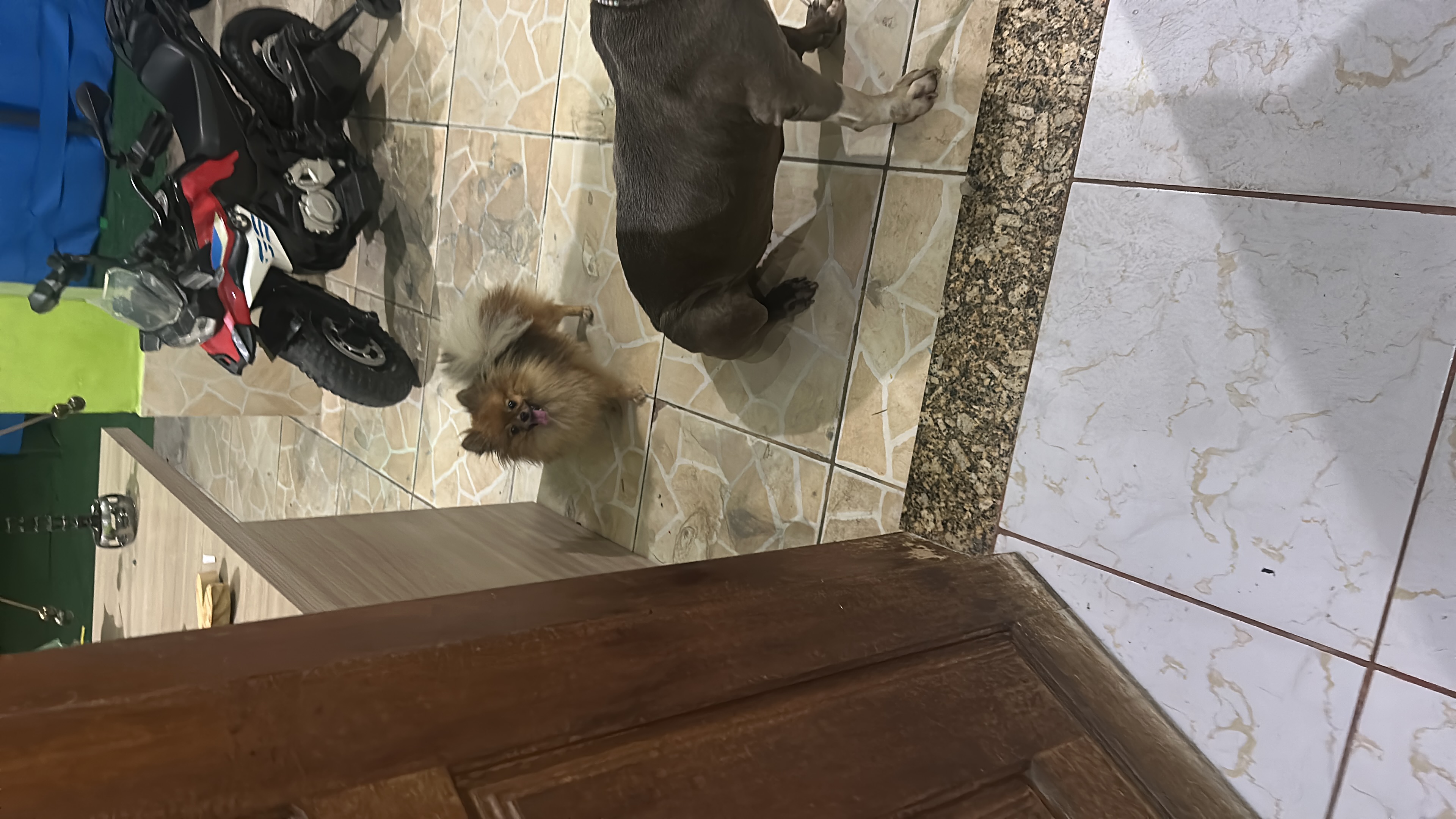 Disponível uma cadelinha de spliz alemão  - Foto 1