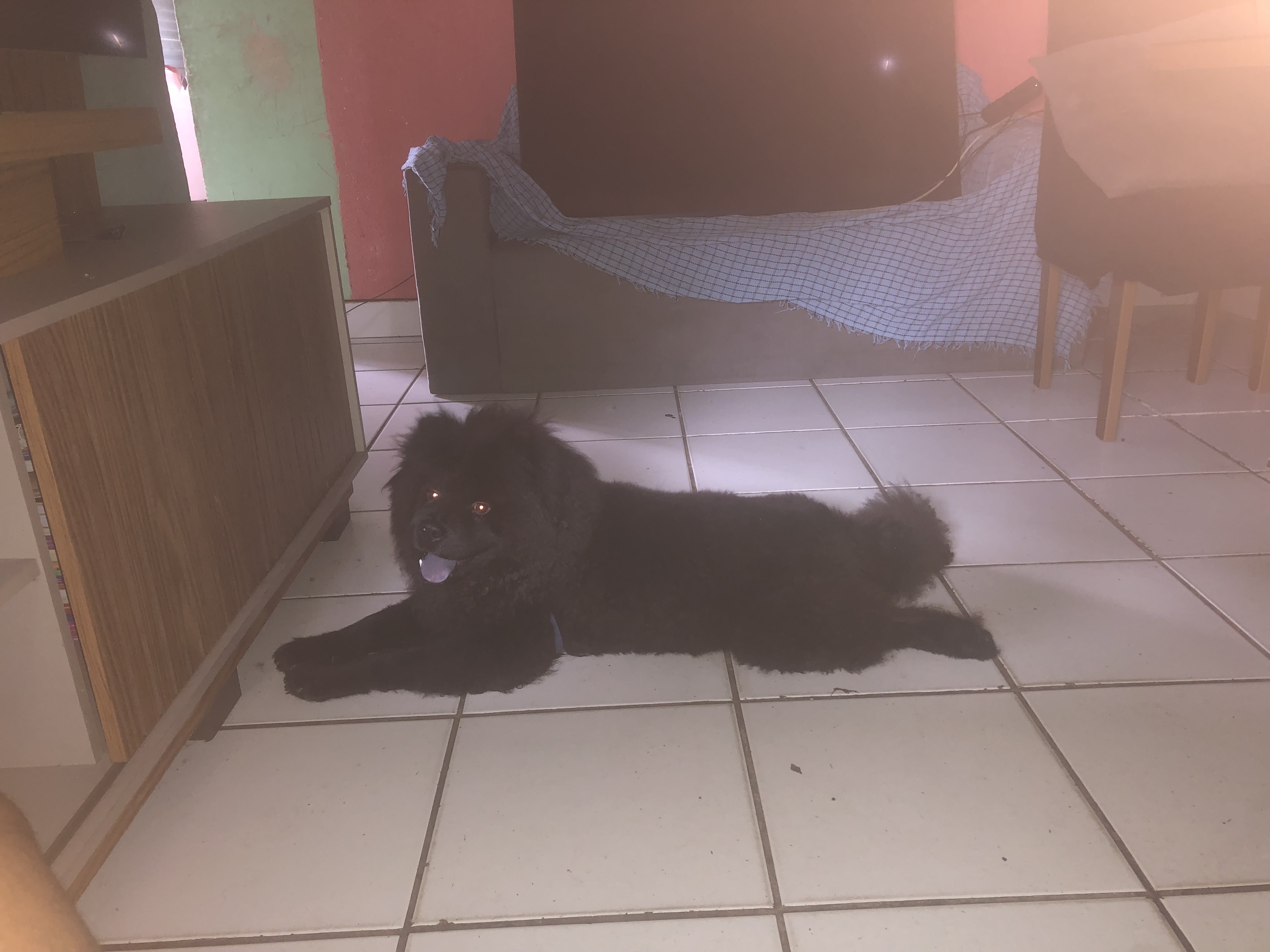 VENDO CACHORRO CHOW CHOW - Foto 2