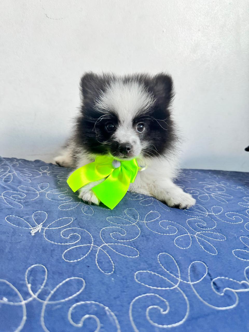 Spitz Alemão - Foto 2