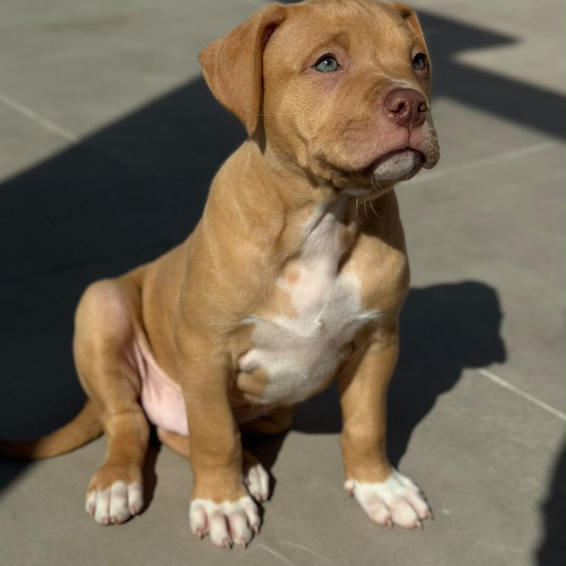 🐶 Filhote de American Bully Macho – 60 Dias - Foto 1