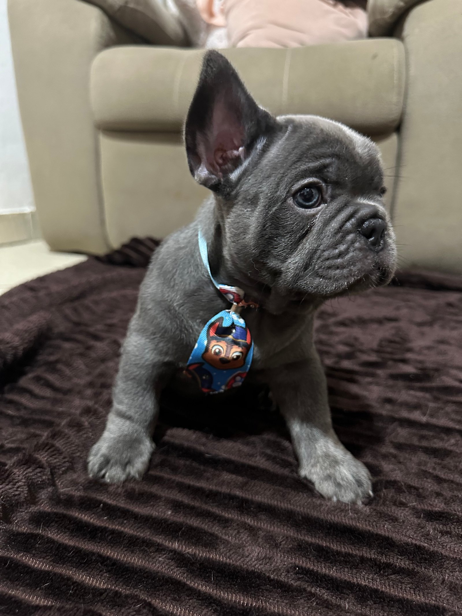Vendo buldogue francês  - Foto 1