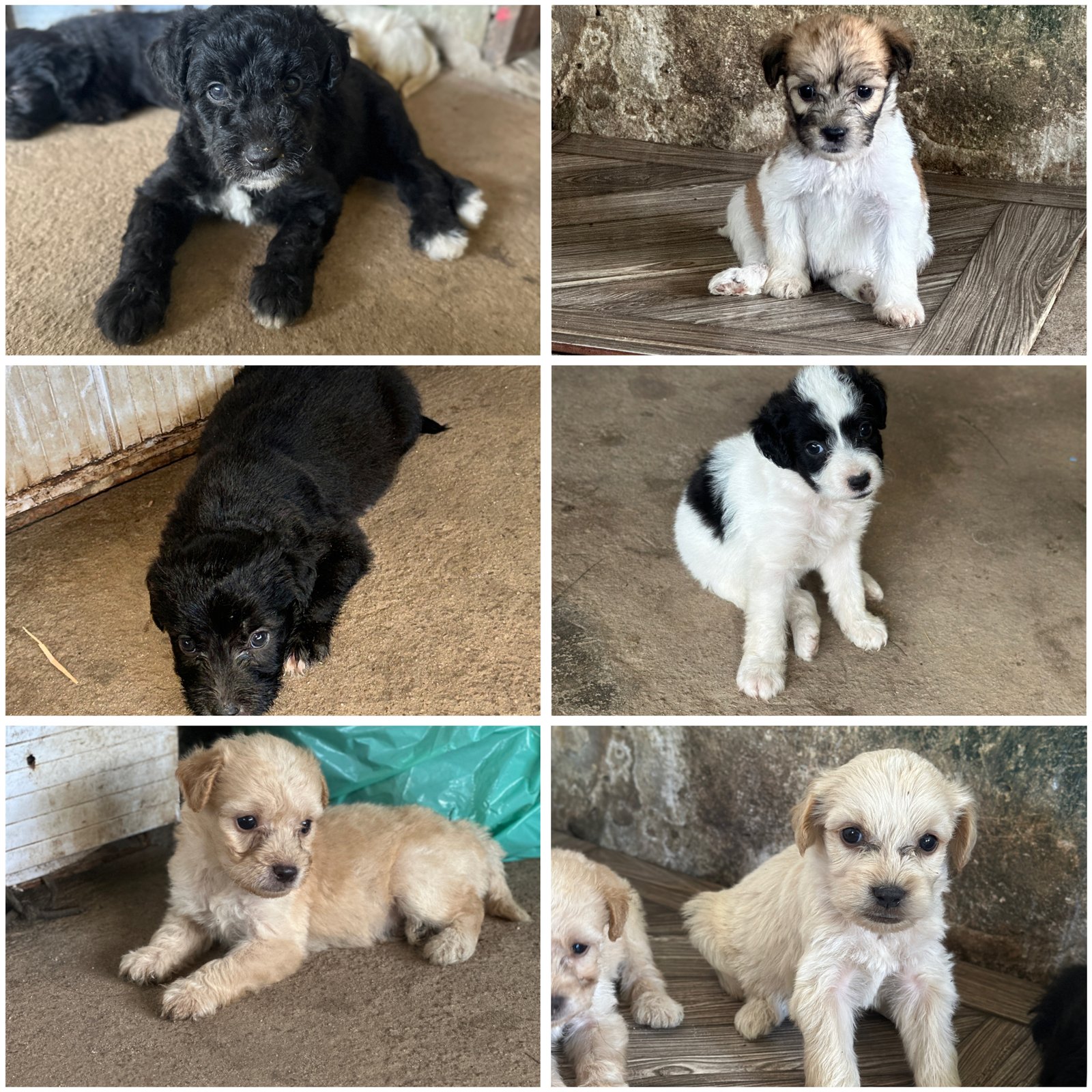 Venda de cachorrinhos poodle - Foto 1