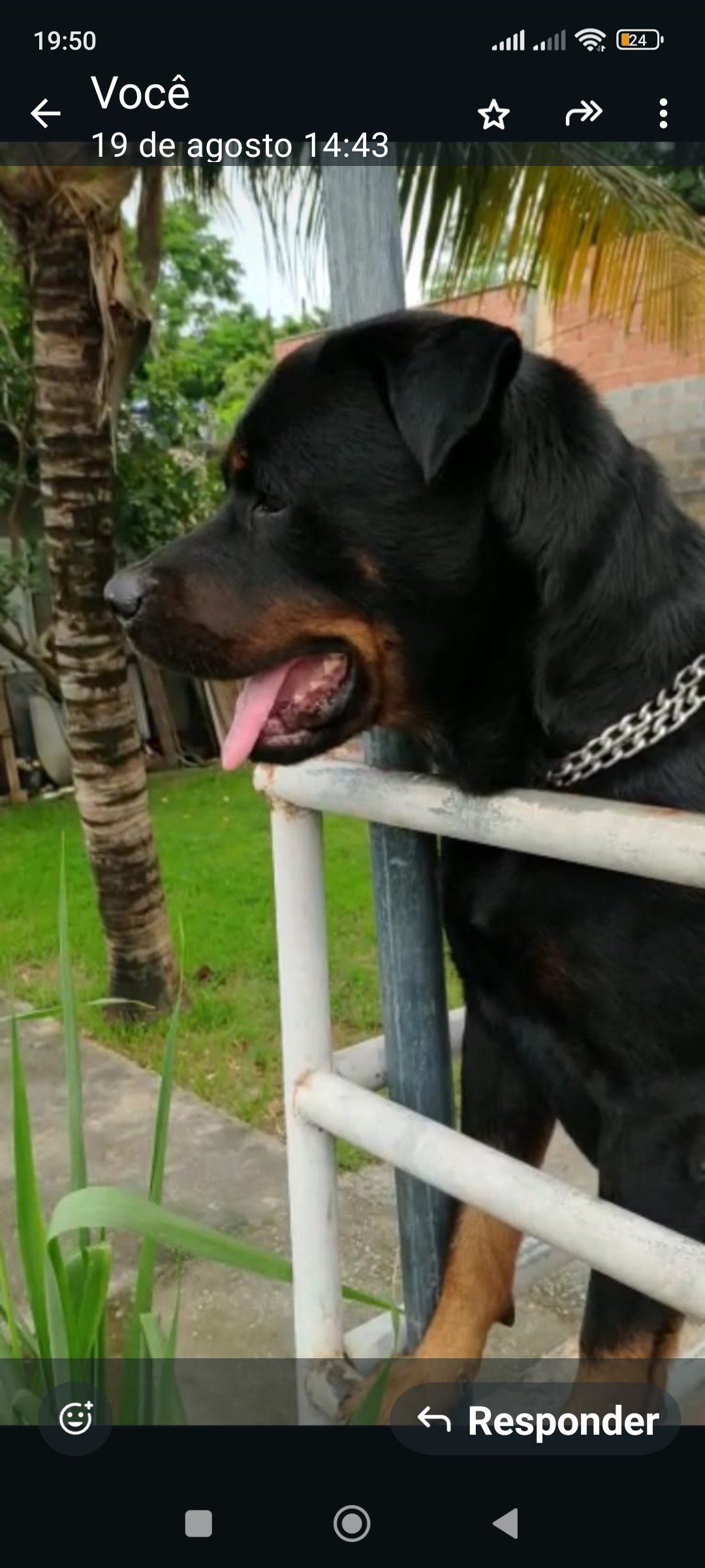 Filhotes de Rottweiler  - Foto 3