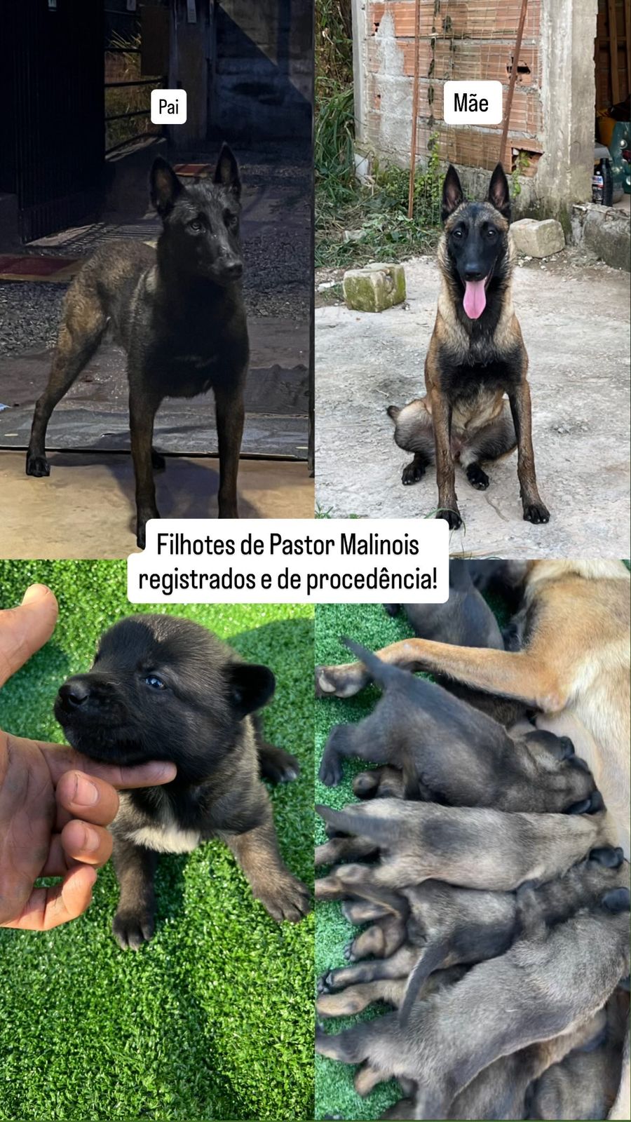 Filhote Pastor Belga Malinois  - Foto 1