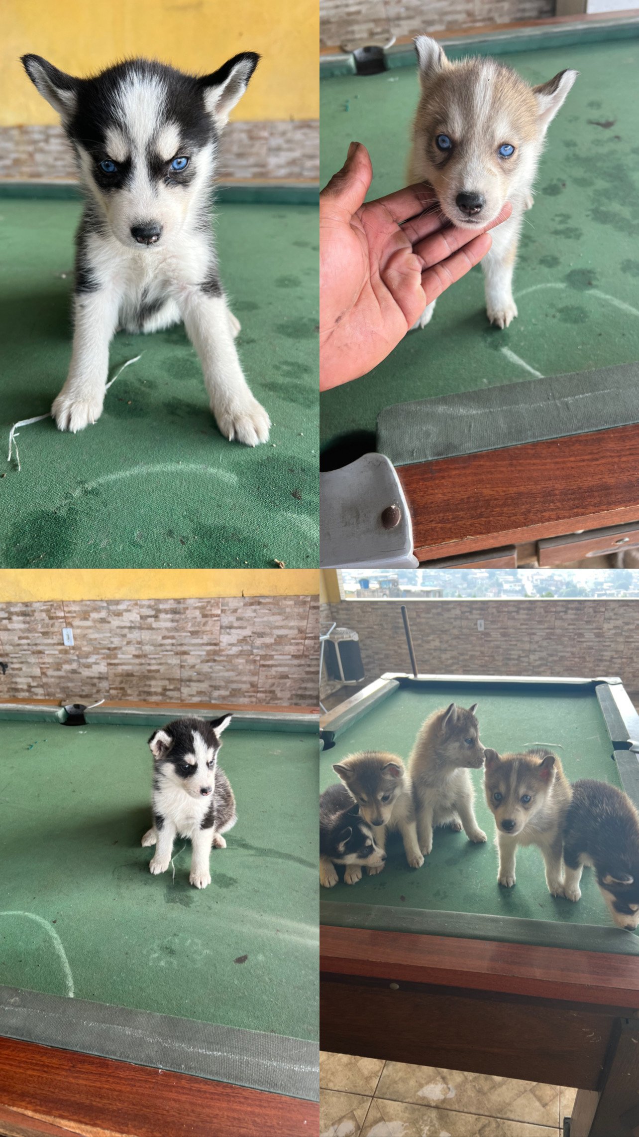 Vendo cão - Foto 1