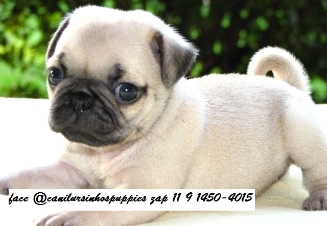 Pug - Foto 2