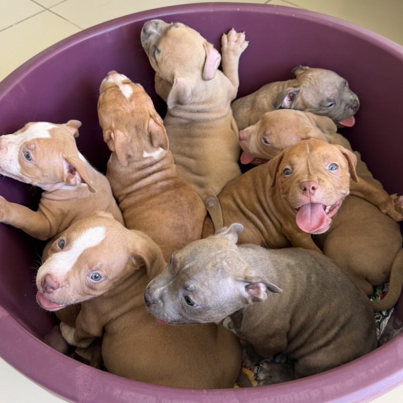 AMERICAN BULLY VACINADOS E VERMIFUGADOS COM PEDIGREE EXCELENTE GENÉTICA - Foto 2