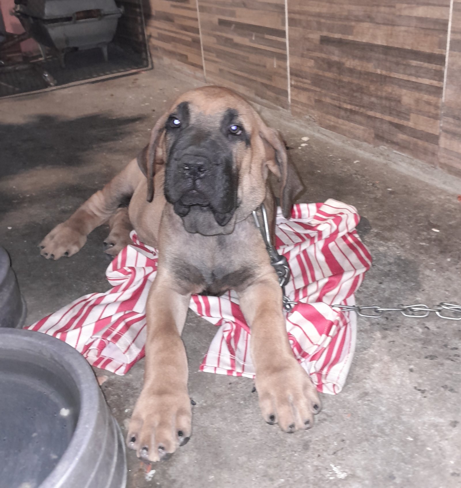 Filhote de Fila Brasileiro - Foto 3