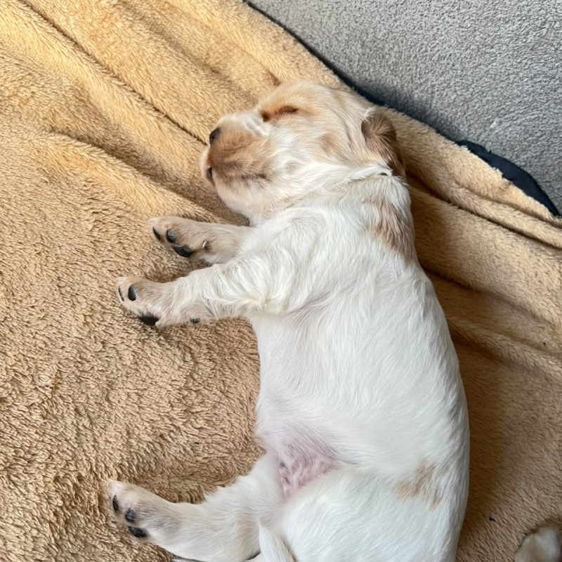 Cocker Spaniel Inglês - Raça Pura Apenas um Macho e uma Fêmea disponível - Foto 2