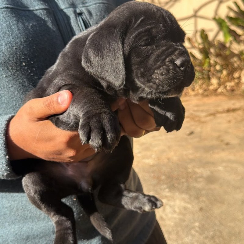 Filhotes de Cane Corso Italiano - Foto 3