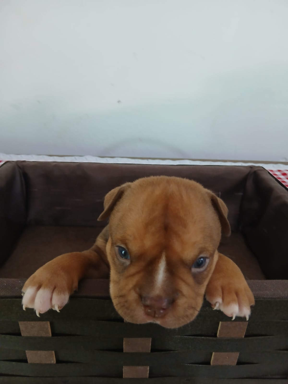 American Bully - Foto 1