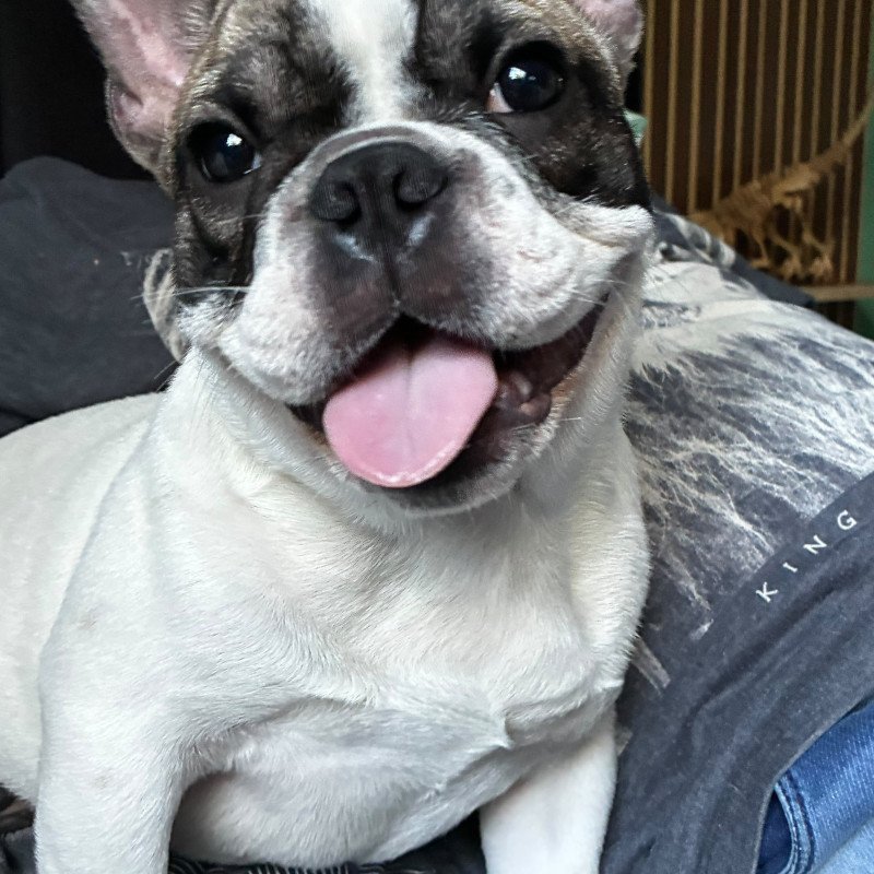 Filhote de bulldog francês - Foto 1