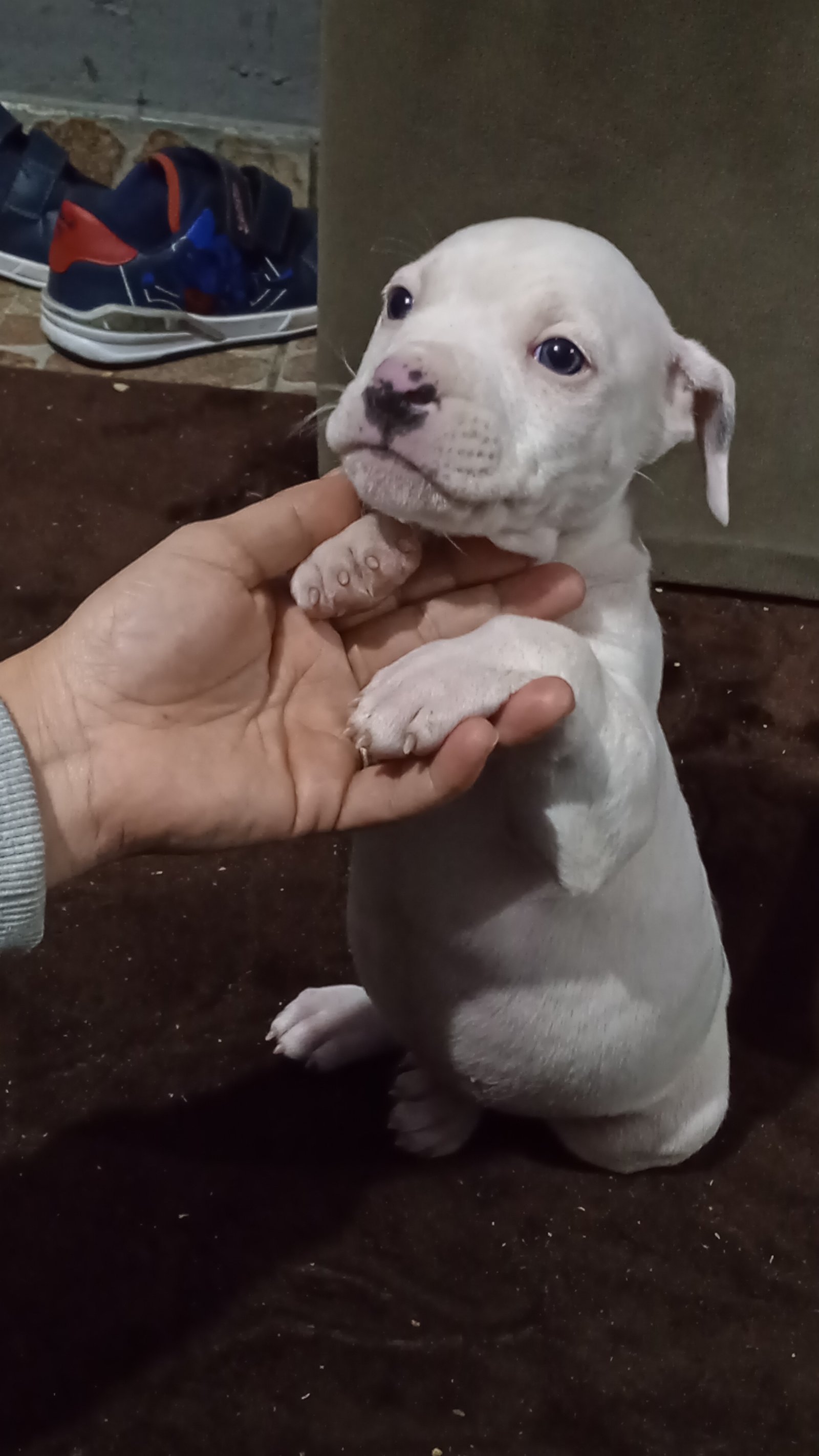 Vendo Pitbull  - Foto 5