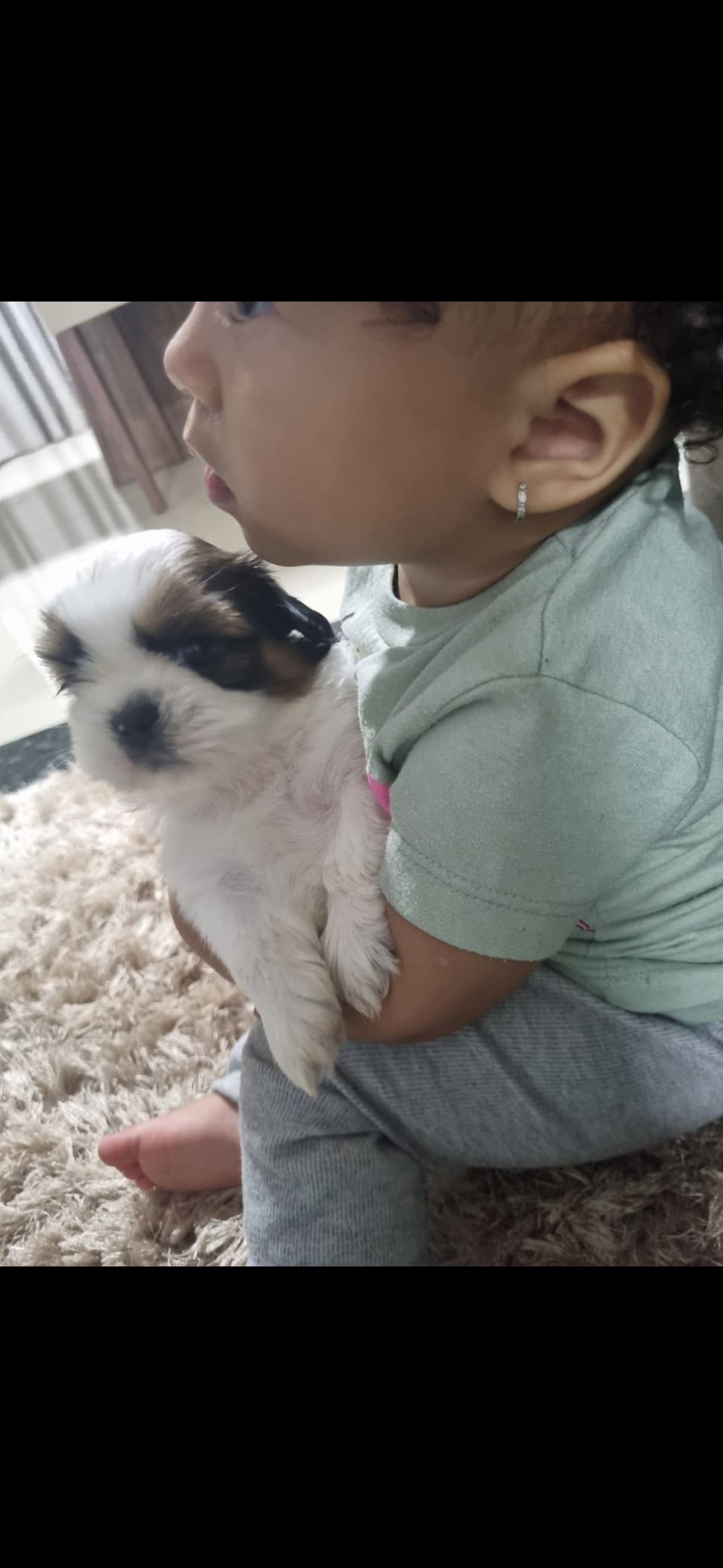 Cão machinho shitzu puro - Foto 1