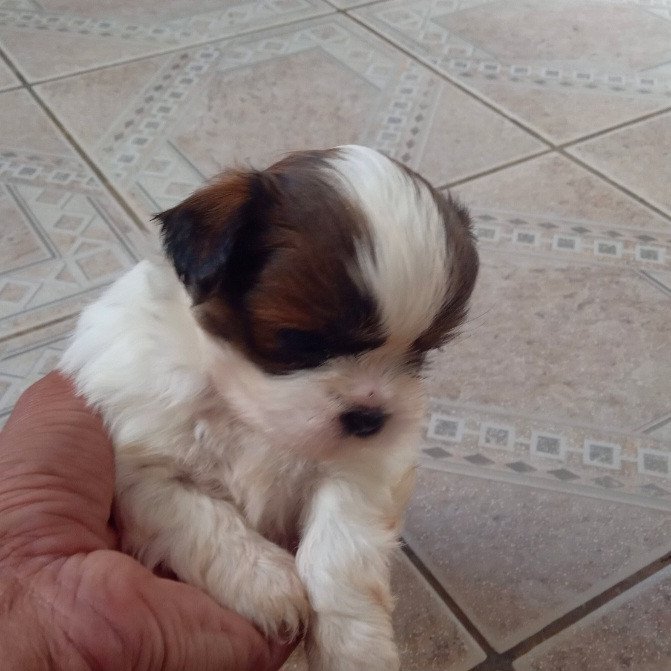 2 lindos filhotes raça Shih Tzu (urgente) - Foto 2