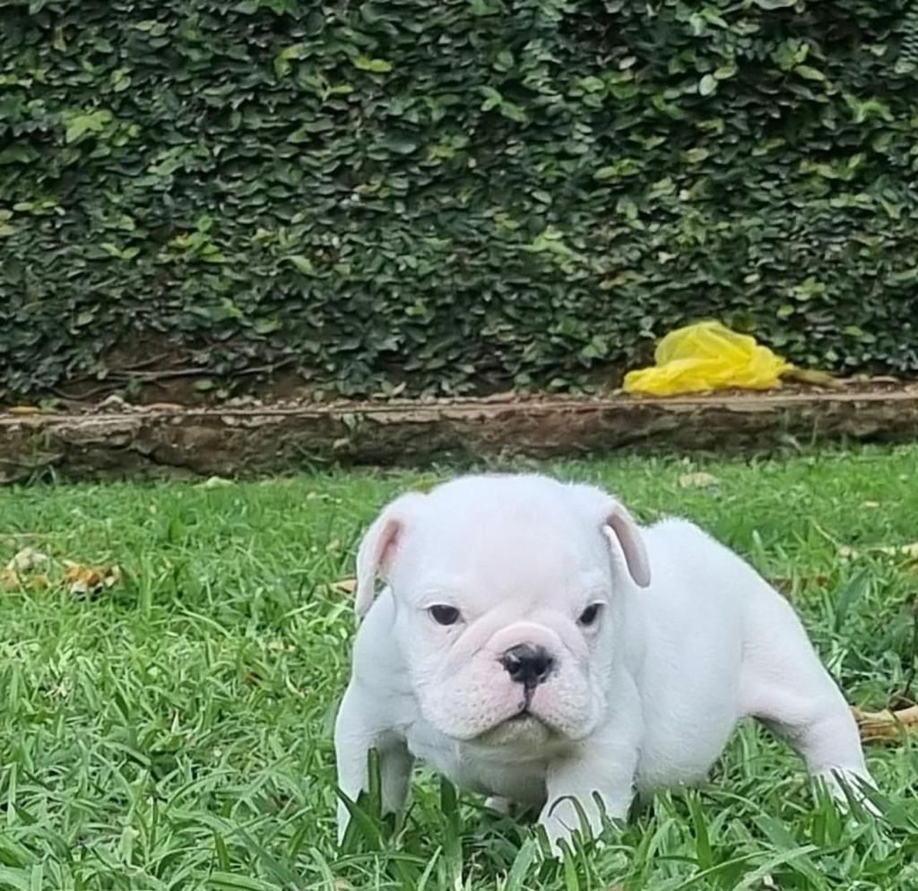 Buldogue Inglês ninhada disponível macho e fêmea - Foto 3