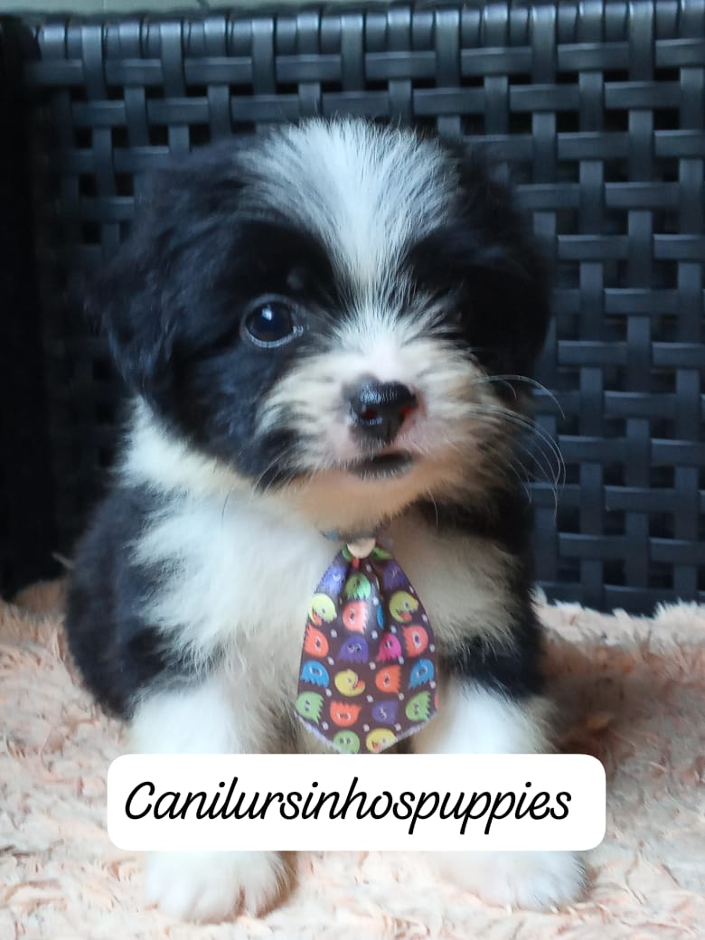 Lhasa Apso - Foto 1