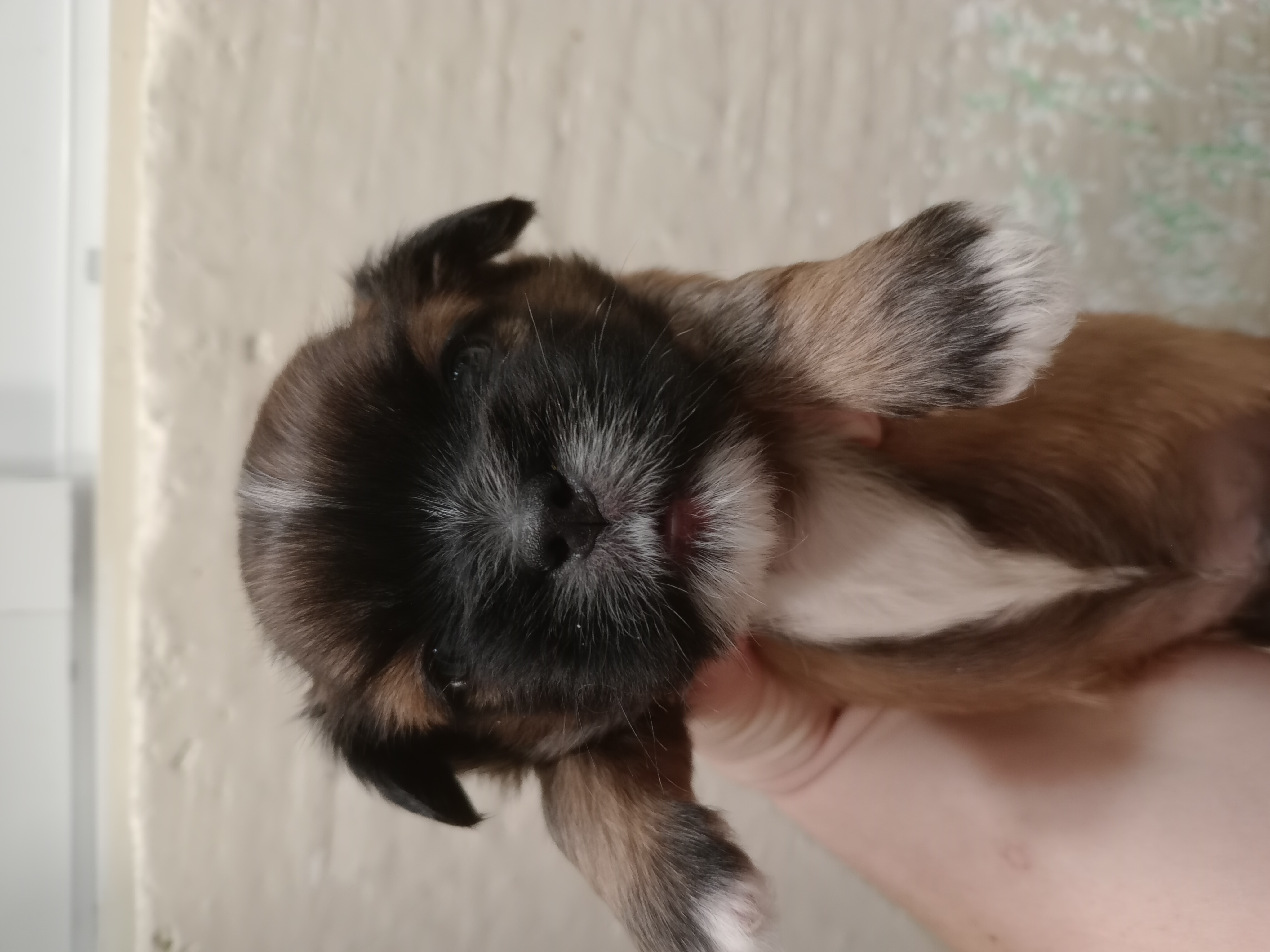 Filhote shih-tzu MACHO  - Foto 1