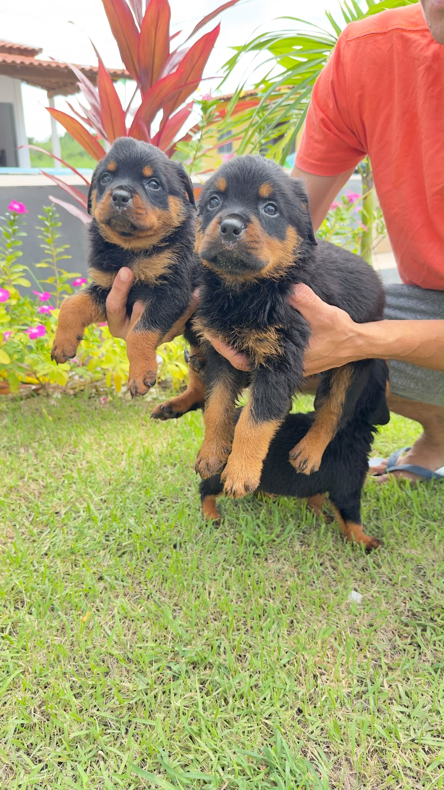 Filhotes rottweiler  - Foto 1