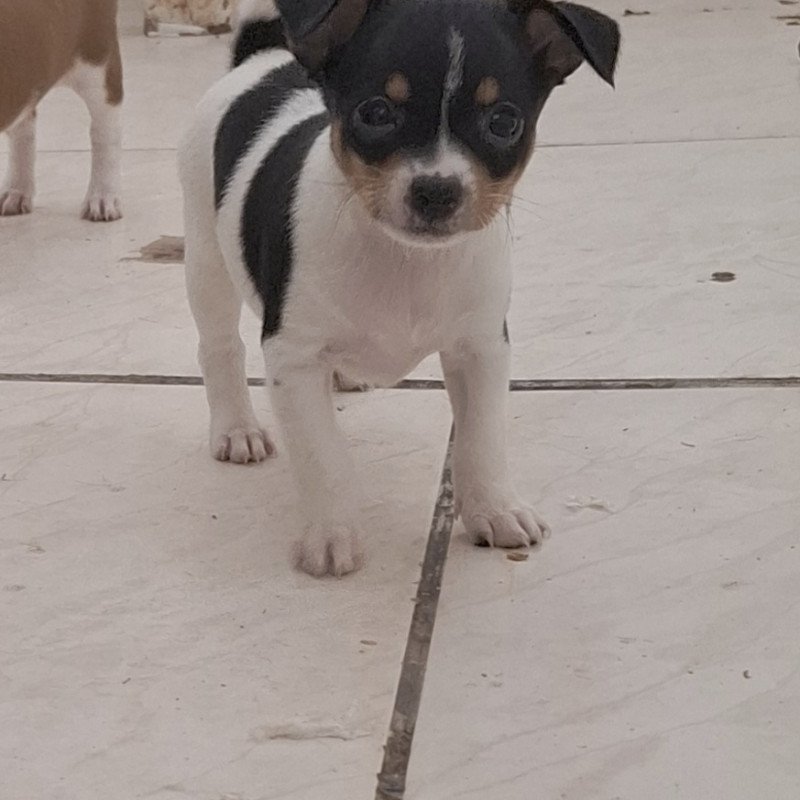 Filhotes de pinscher MACHO miniatura - Foto 1