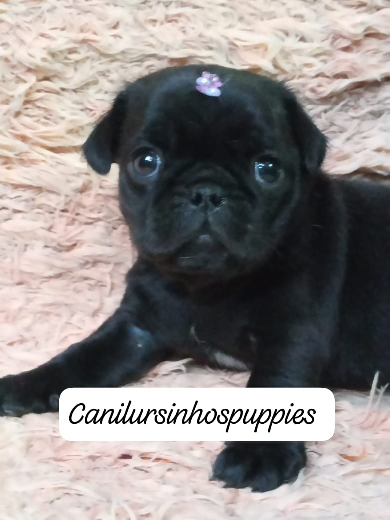 Pug - Foto 2