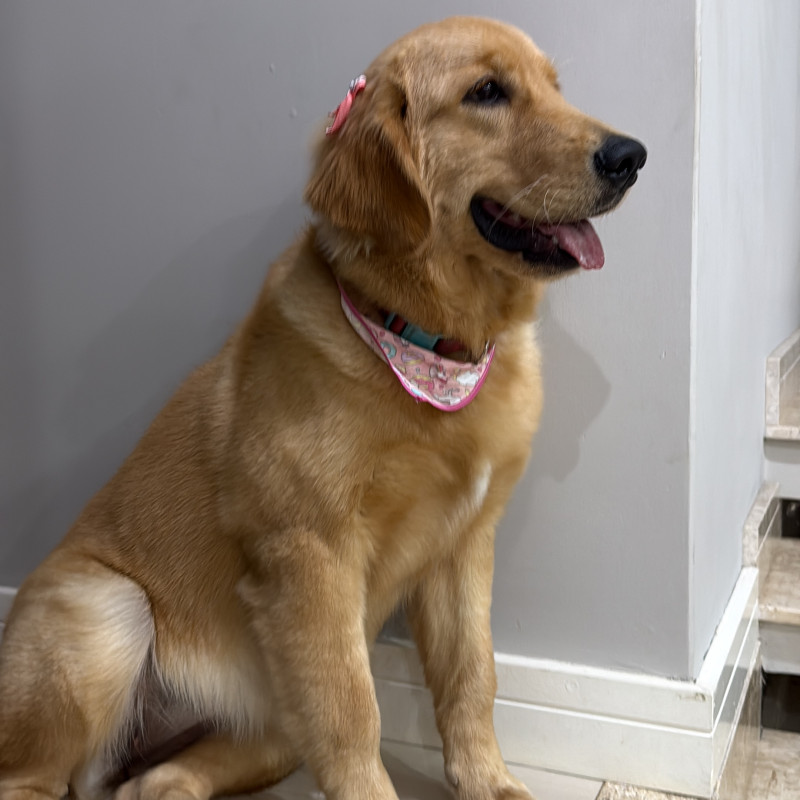 Filhote fêmea de Golden Retriever - Foto 1