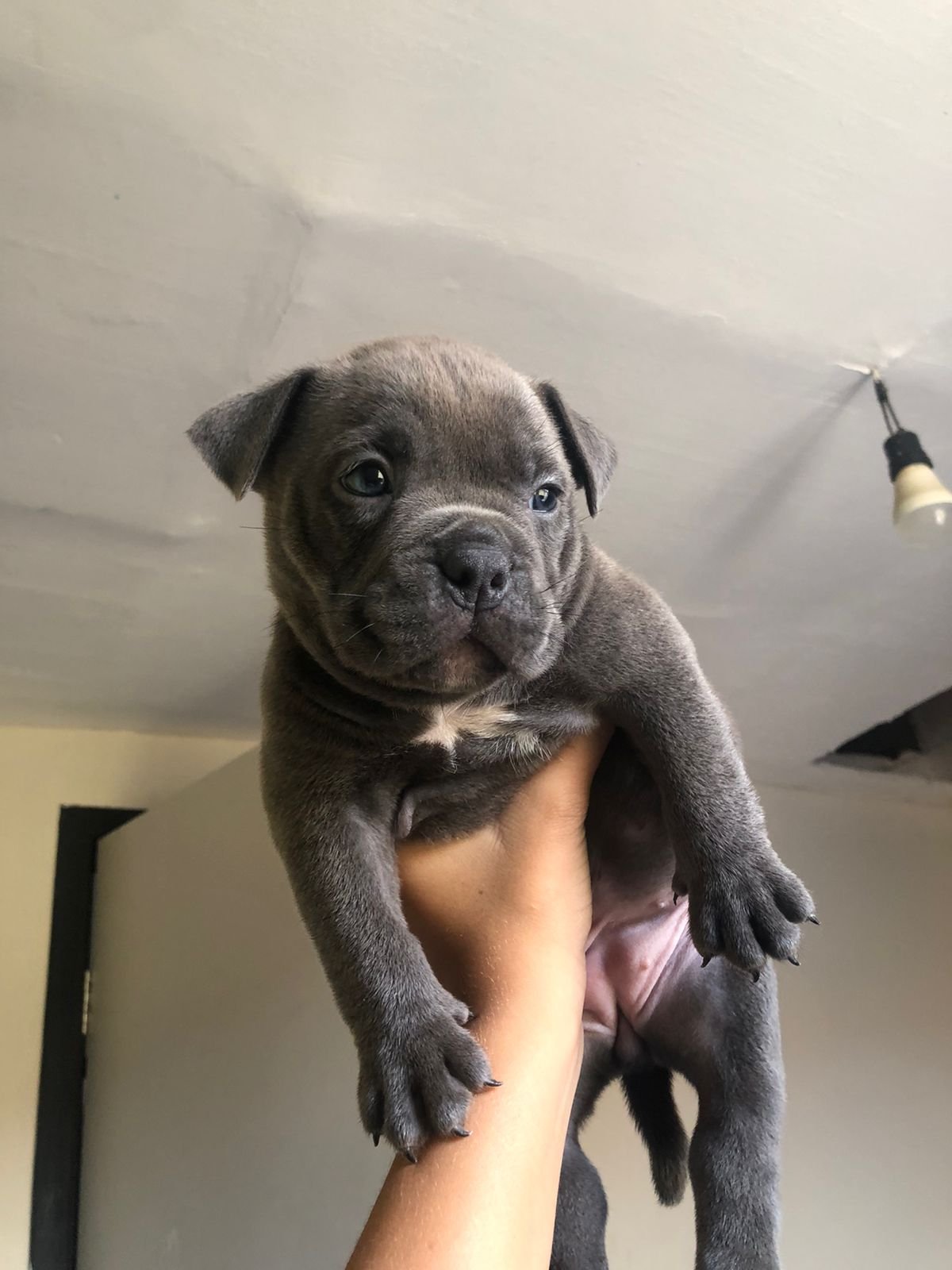 Filhotes de American Bully /tem conversa no valor conversa no valor  - Foto 2