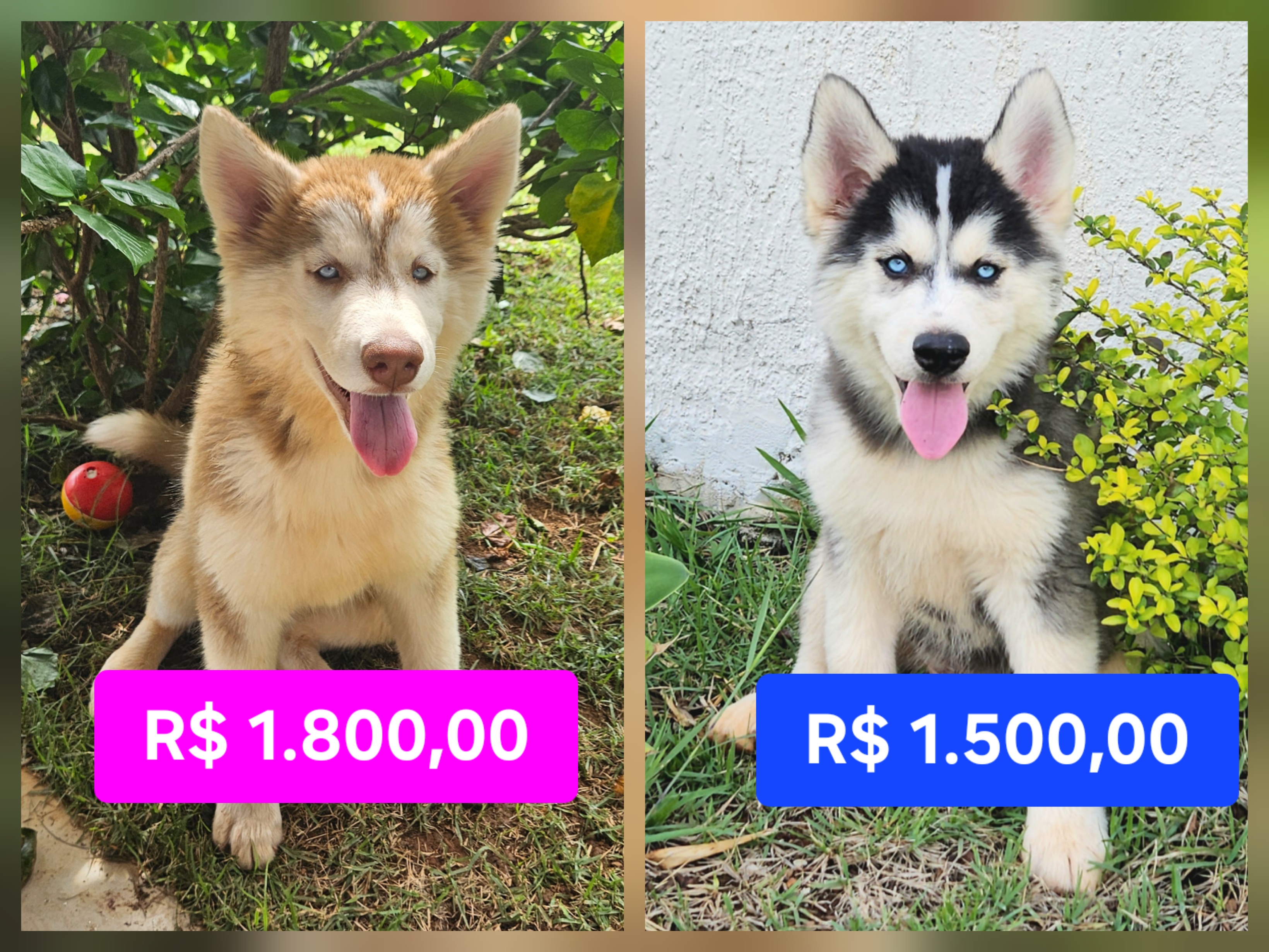 FILHOTES DE HUSKY SIBERIANO com Pedigree em PROMOÇÃO!!! MACHOS à pronta entrega!!!* - Foto 5
