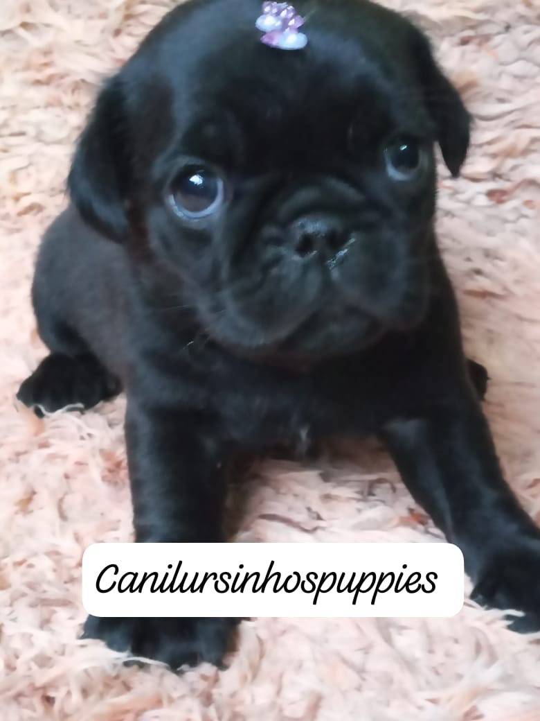 Pug - Foto 2