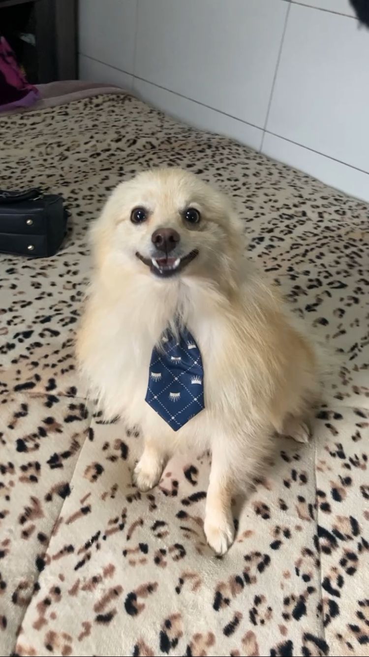 Vendo lindo cãozinho  - Foto 2