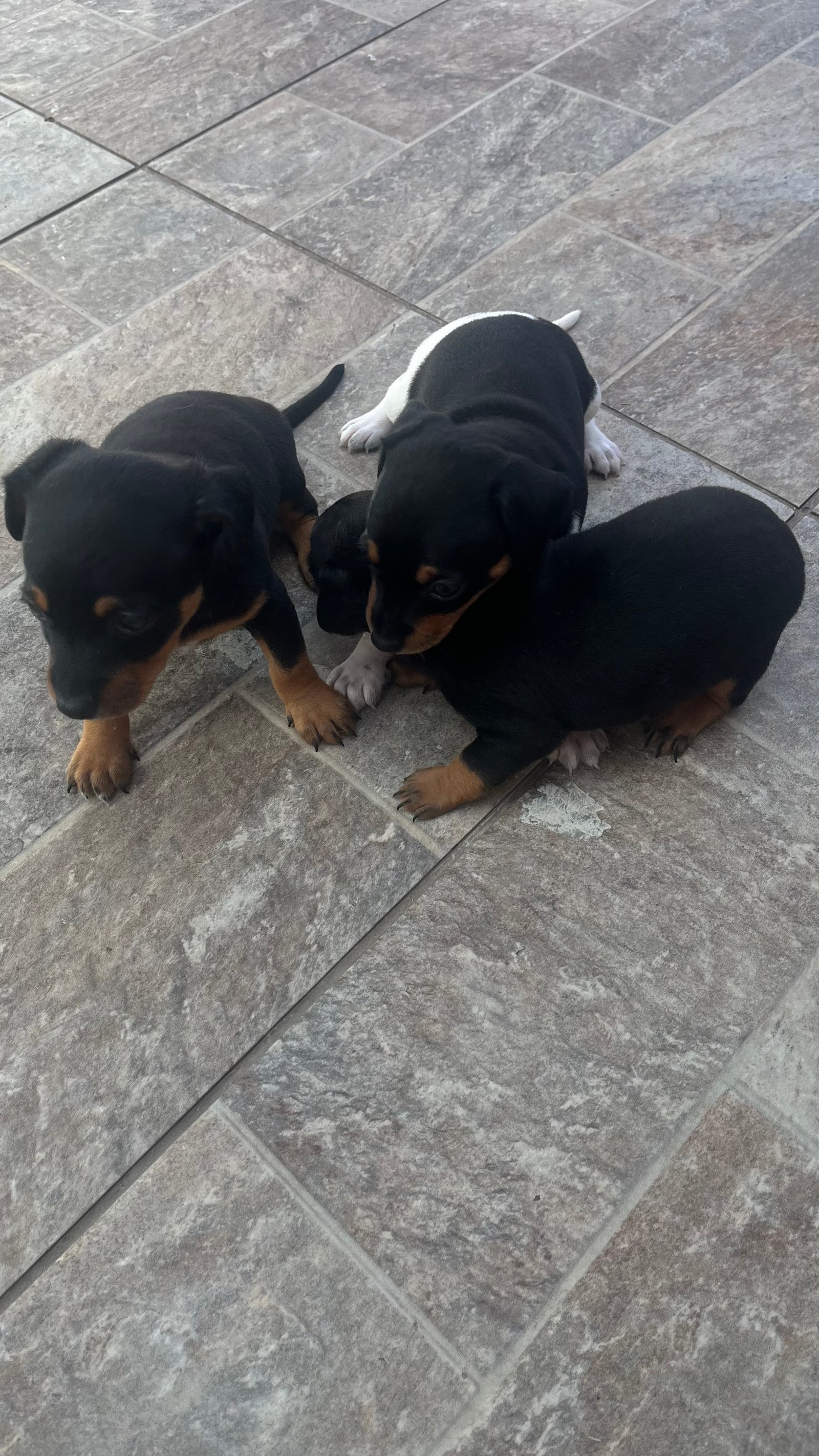 Vendo filhotes de Pinscher  - Foto 3