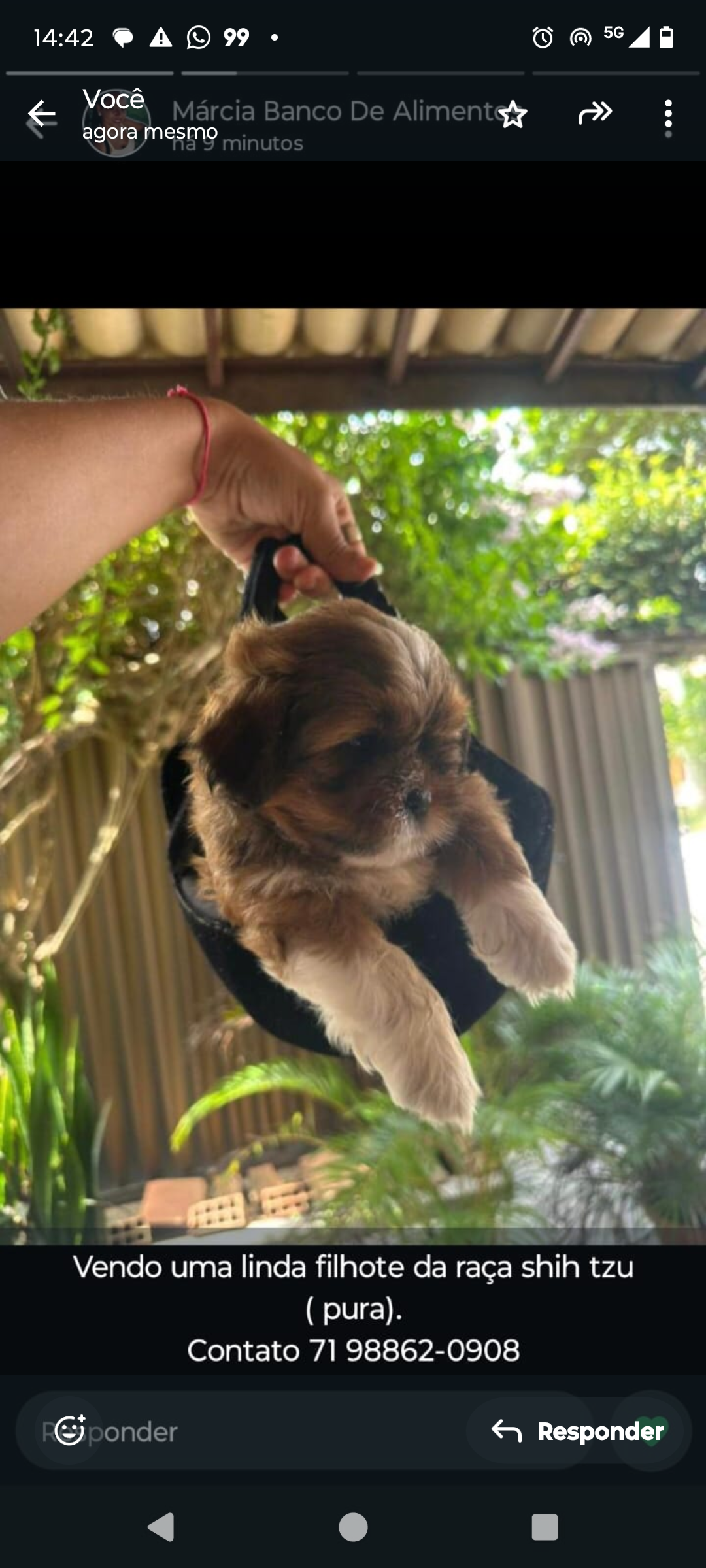 Shih Tzu - Foto 1