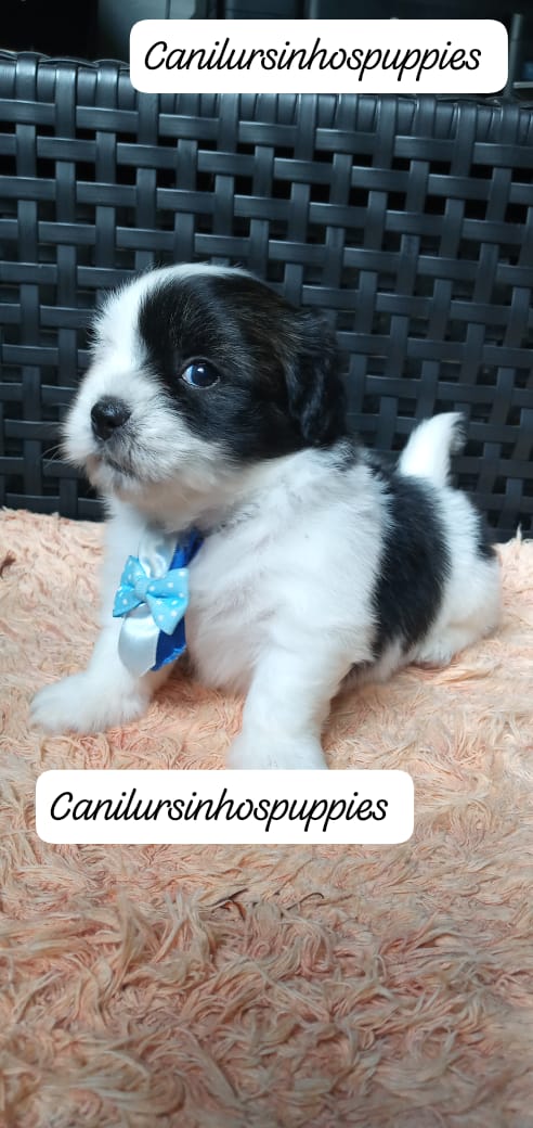 Lhasa Apso - Foto 2