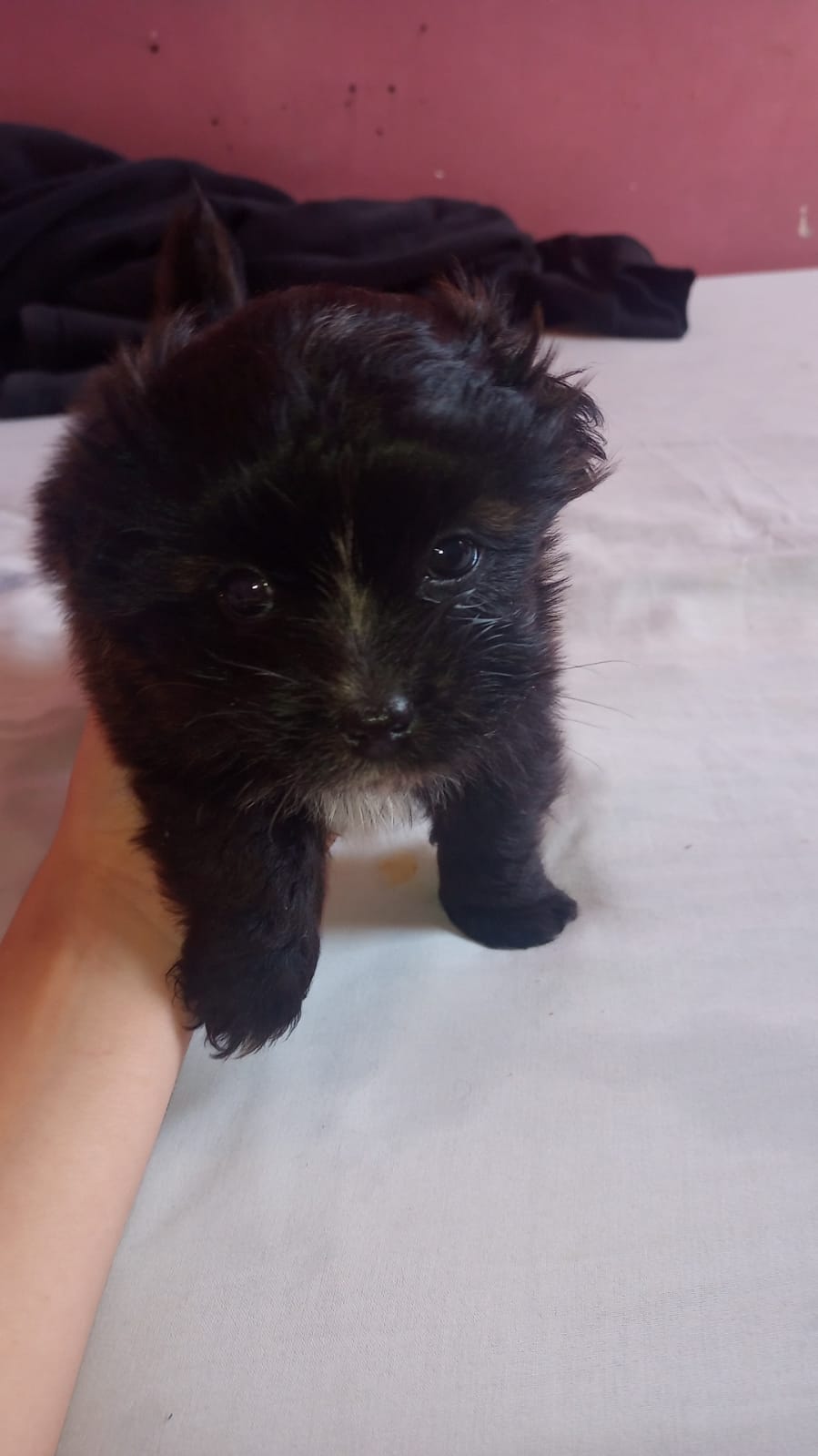 Filhote de Shitzu Mini - Foto 4