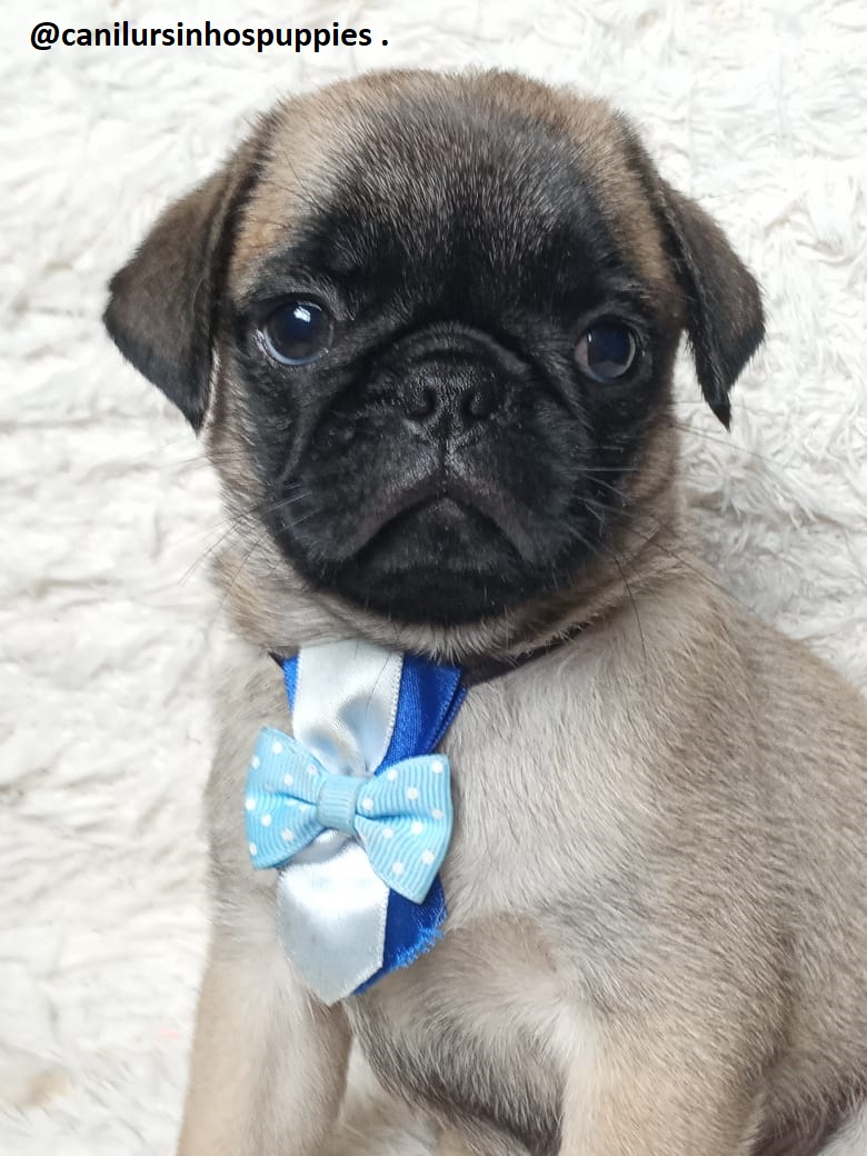 Pug - Foto 1