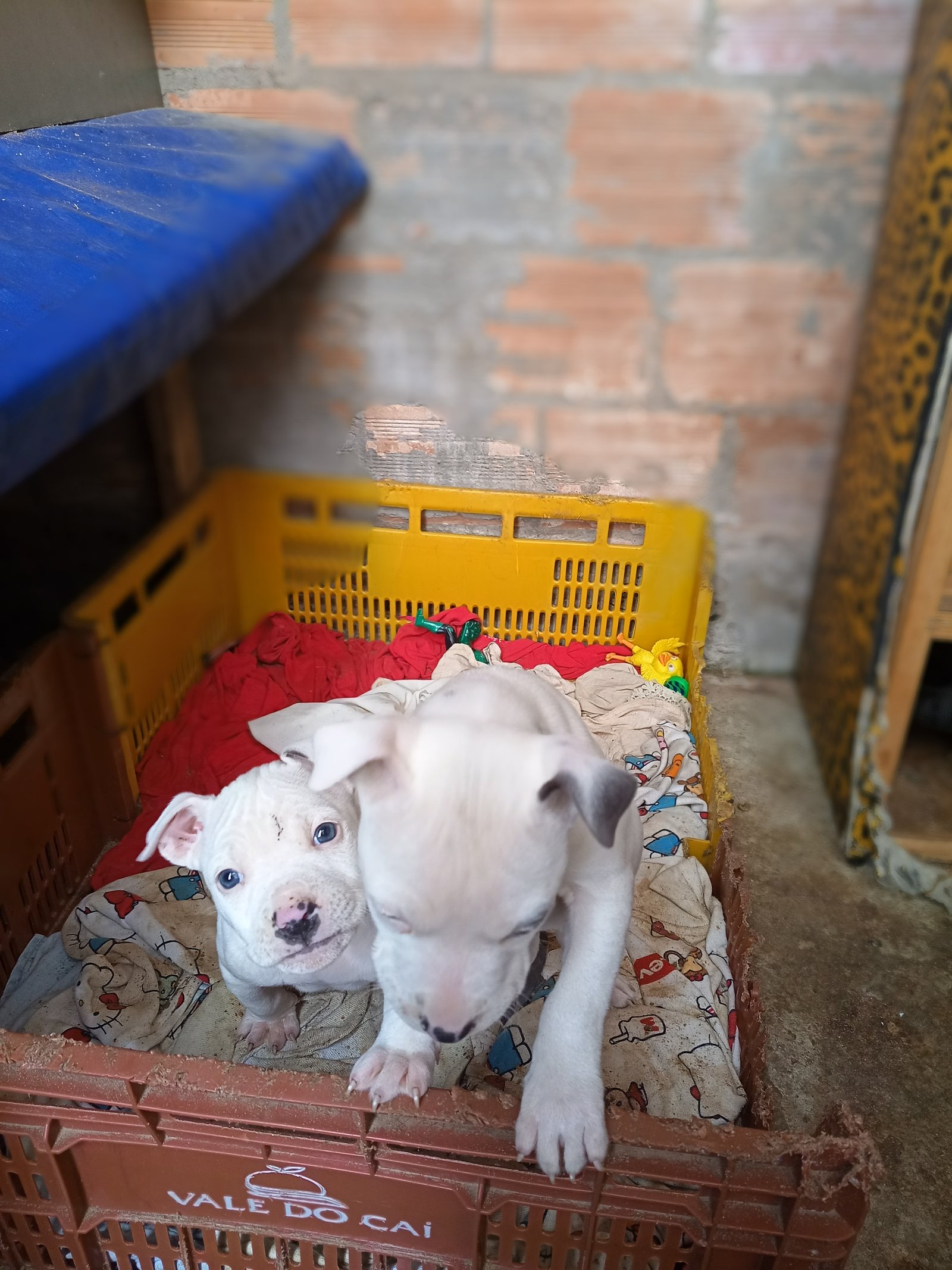 Vendo Pitbull  - Foto 1