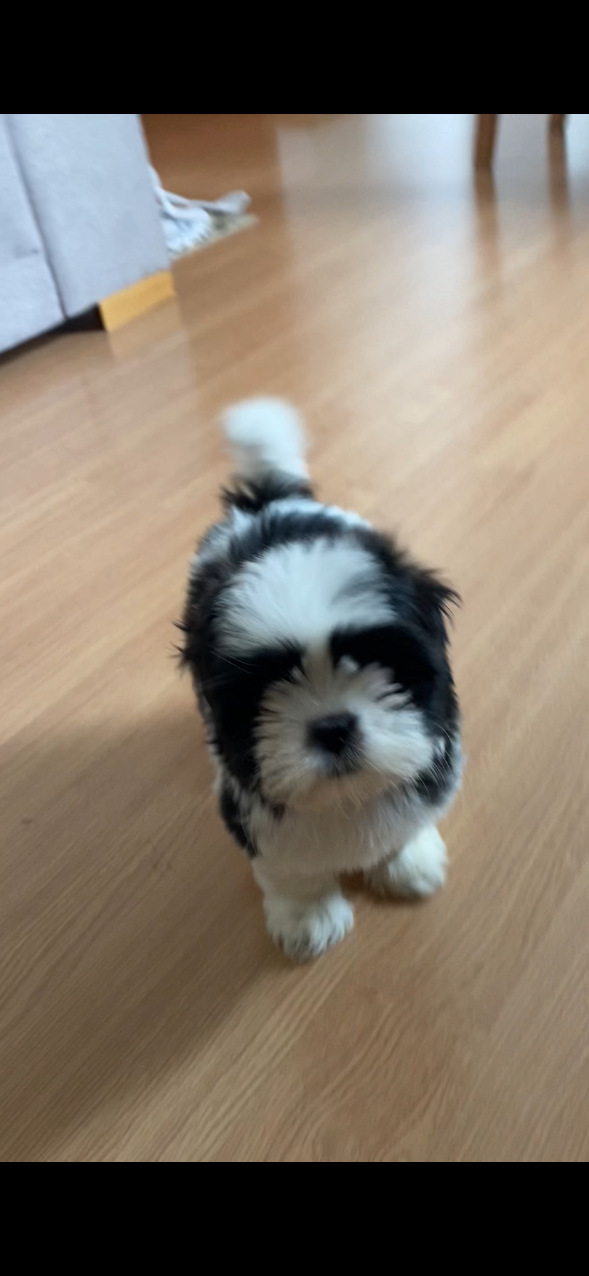 Shih Tzu - Foto 2