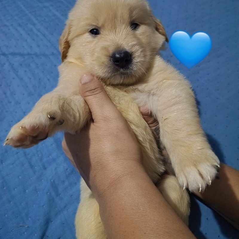 Filhotes de Golden retrivier - Foto 1