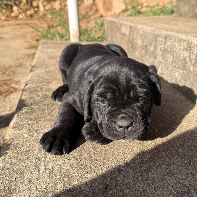 Filhotes de Cane Corso Italiano - Foto 5